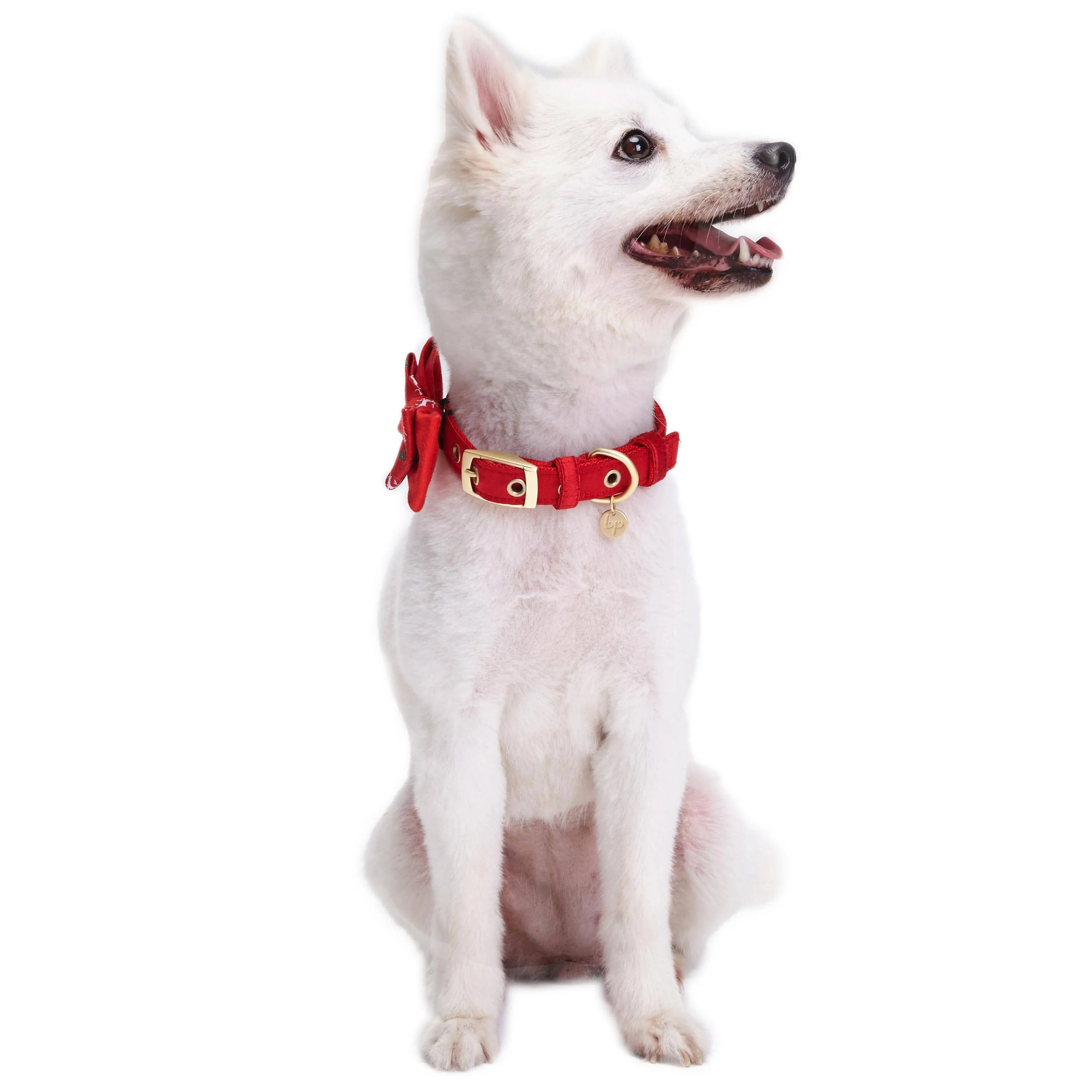 Luxurious Christmas Festival Dog Collar